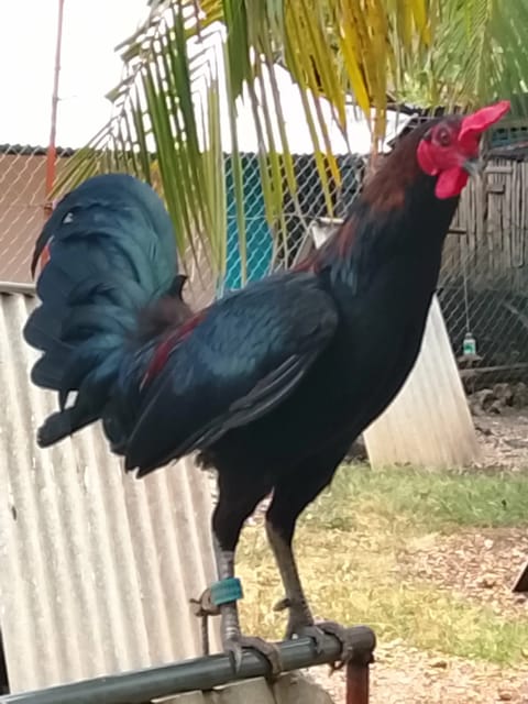 Photo from CJ Diaz GameBirds's post