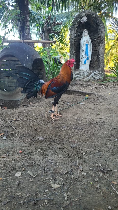 Photo from Backyard Ni Triplets's post