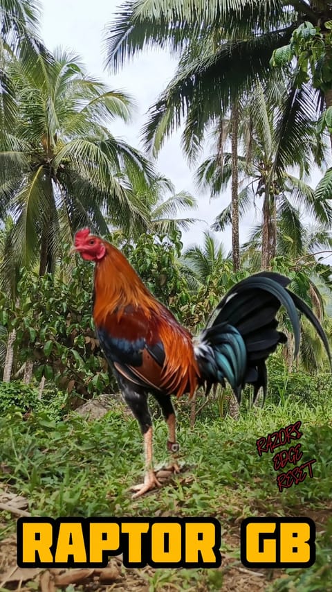 Photo from REIG FARMS's post