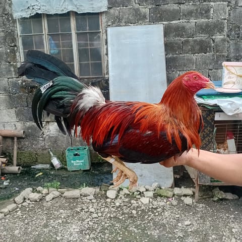 Photo from Meguel Martinez's post