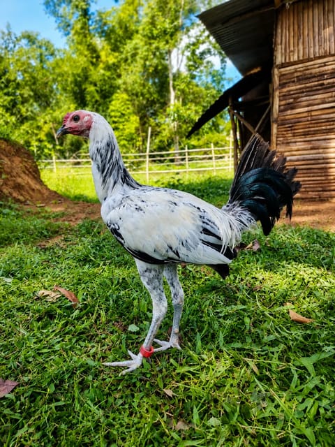 Photo from TRIPLE A GOLDEN CREST GAMEFARM's post