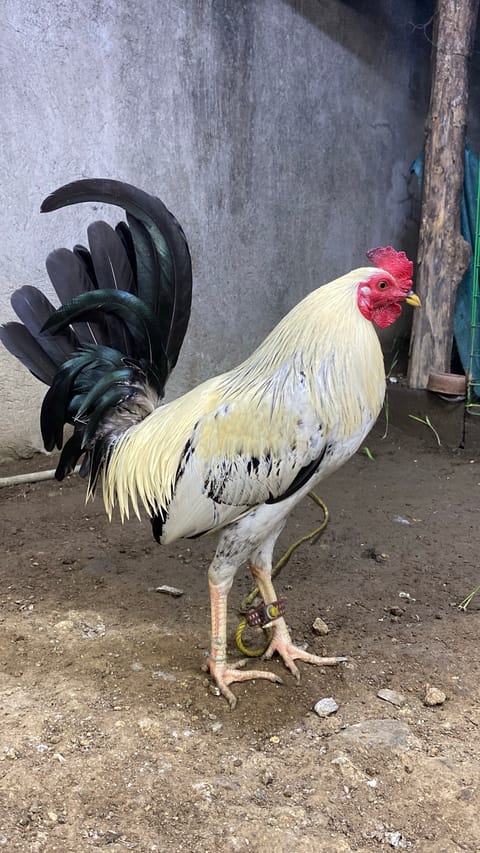 Photo from Ranjithpanikkasseri's post