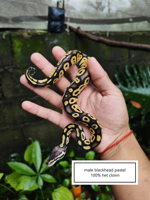 Photo 2 of 5 from Nathaniel Pascual's post