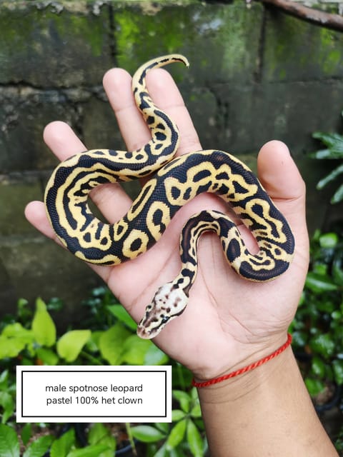 Photo 4 of 5 from Nathaniel Pascual's post