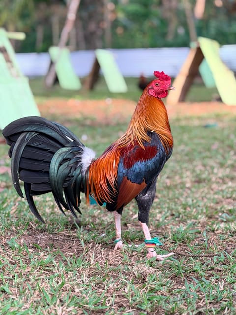 Photo from Anino Sa Balite Game Farm's post