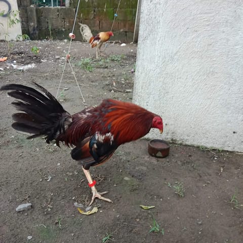 Photo 2 of 4 from Mark Evans Fernandez's post