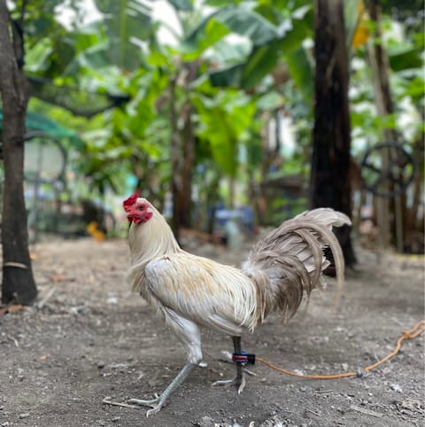 Photo from JC GAMEFARM CEBU's post