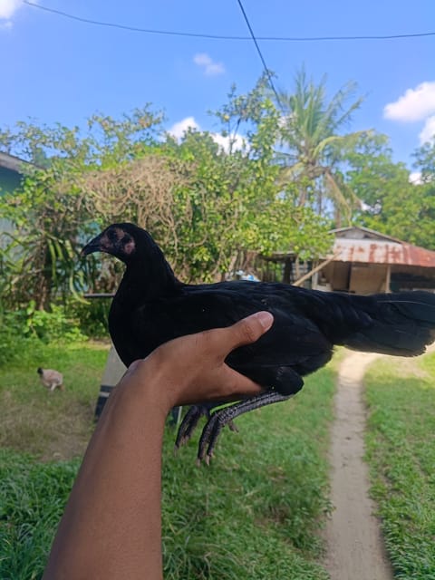 Photo from MANBAGNAM BREEDER's post