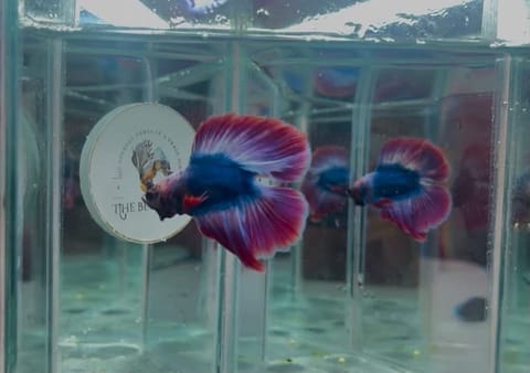 Photo from The betta way's post