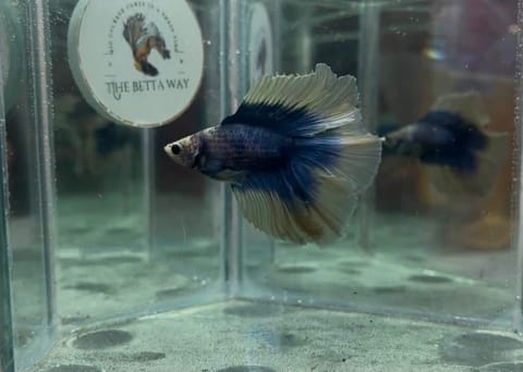 Photo 2 of 6 from The betta way's post