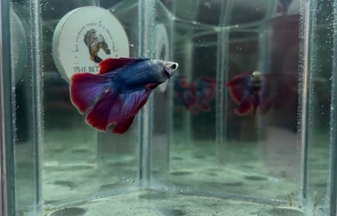 Photo 3 of 6 from The betta way's post