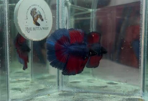 Photo 4 of 6 from The betta way's post