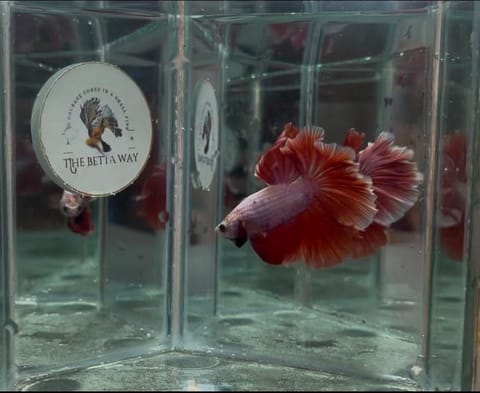 Photo from The betta way's post
