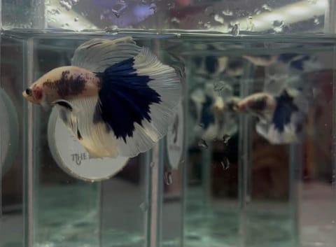 Photo 2 of 26 from The betta way's post