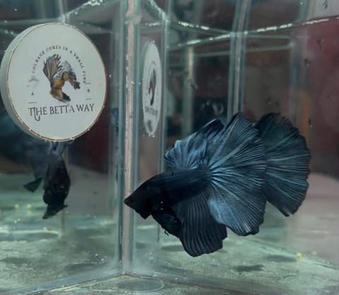 Photo 3 of 26 from The betta way's post