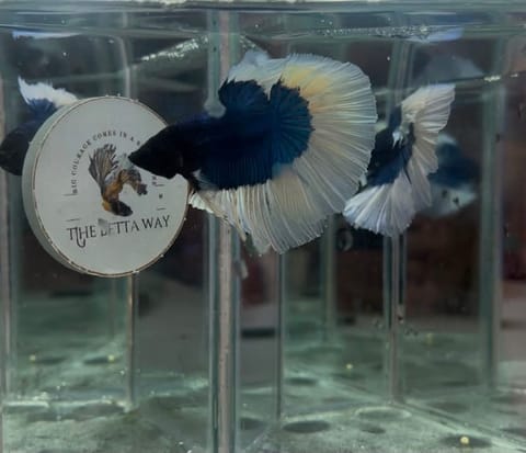 Photo 4 of 26 from The betta way's post