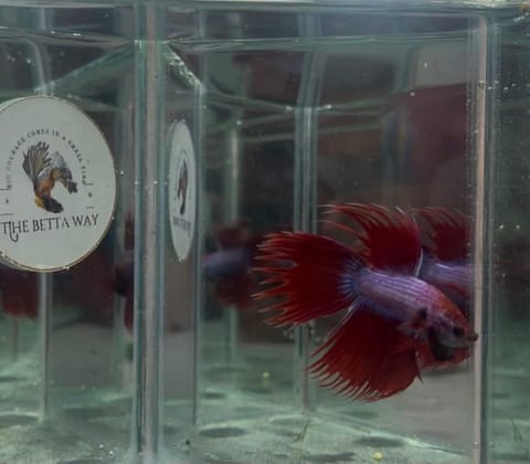 Photo from The betta way's post