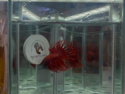 Photo 2 of 14 from The betta way's post