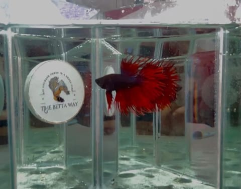 Photo 3 of 14 from The betta way's post