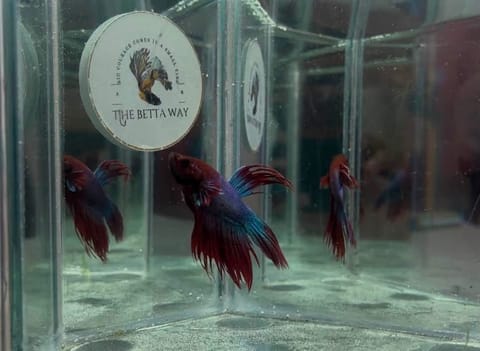 Photo 4 of 14 from The betta way's post