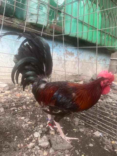 Photo from JDN BACKYARD's post