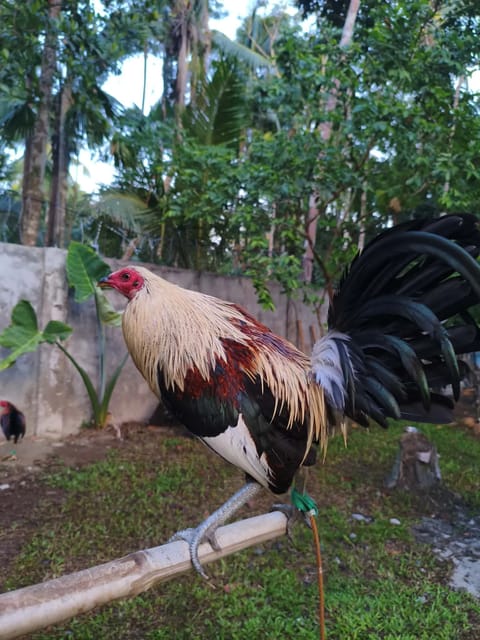 Photo from M&H Peak Gamefowl's post