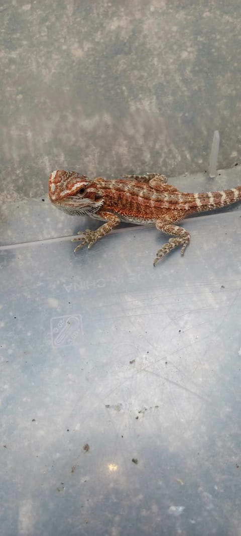 Photo 3 of 3 from J's petz's post