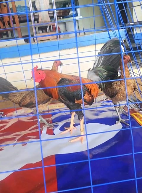 Photo from Percydrake Gamefarm's post