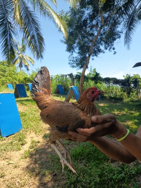 Photo 2 of 2 from Percydrake Gamefarm's post