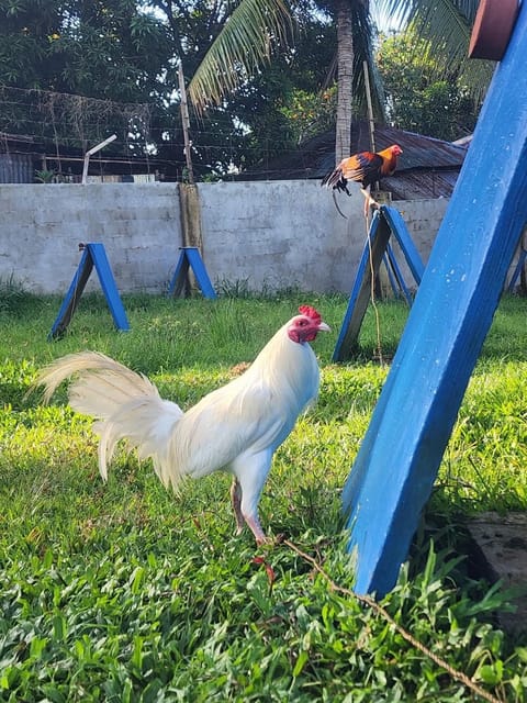 Photo from Percydrake Gamefarm's post