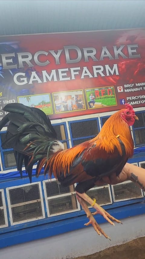 Photo 3 of 3 from Percydrake Gamefarm's post
