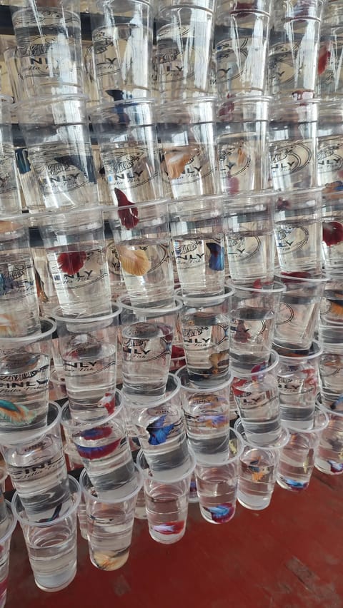 Photo from Finly Betta Fish - Valenzuela City's post