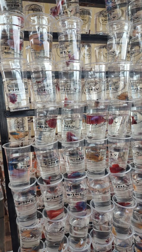 Photo 2 of 6 from Finly Betta Fish - Valenzuela City's post