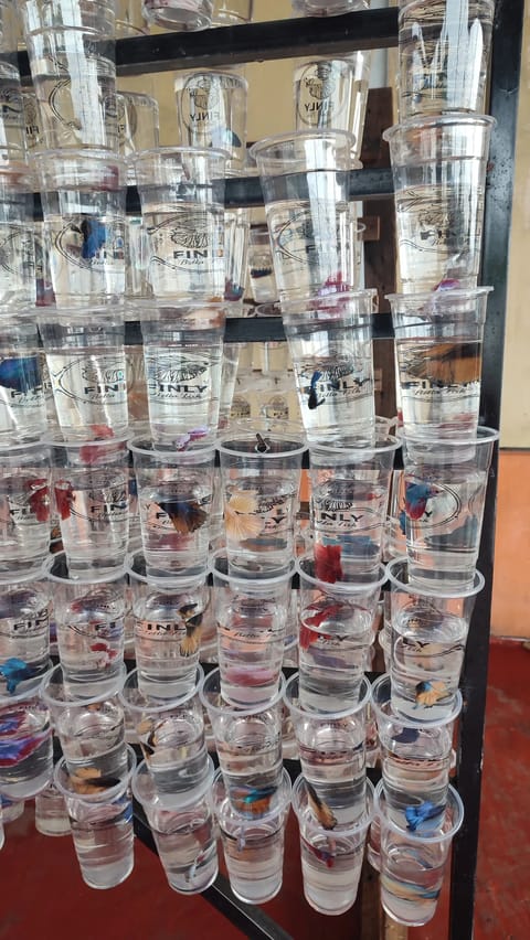 Photo 3 of 6 from Finly Betta Fish - Valenzuela City's post