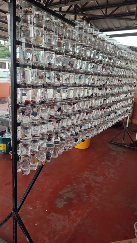 Photo 4 of 6 from Finly Betta Fish - Valenzuela City's post