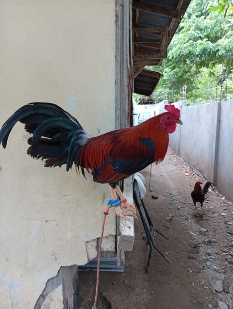 Photo from Bullet Jhet Back Yard's post