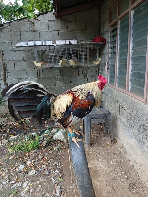 Photo from Bullet Jhet Back Yard's post