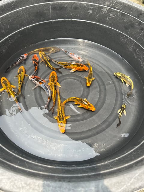 Photo from Aurea pet store's post