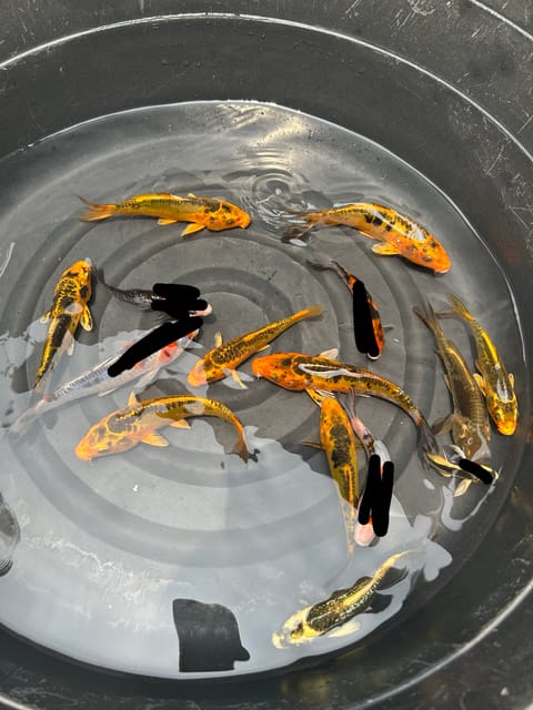 Photo 2 of 2 from Aurea pet store's post