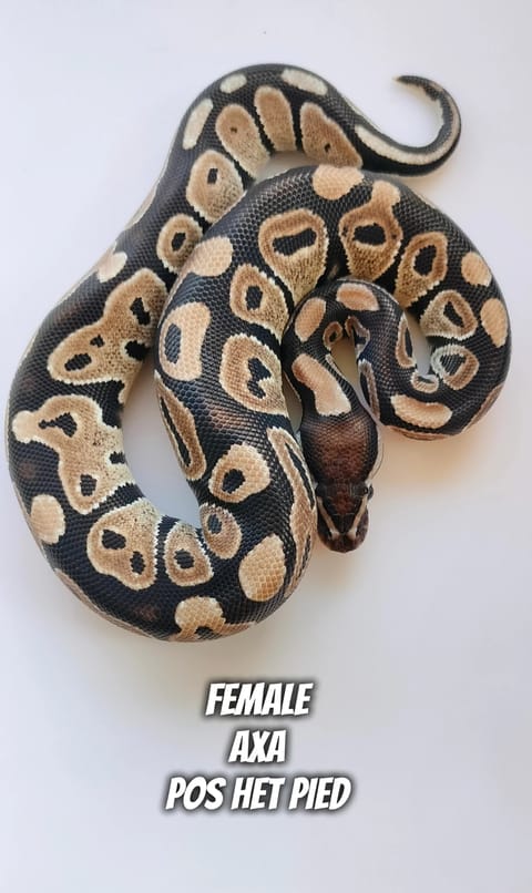 Photo from Pythons UNLMTD.'s post