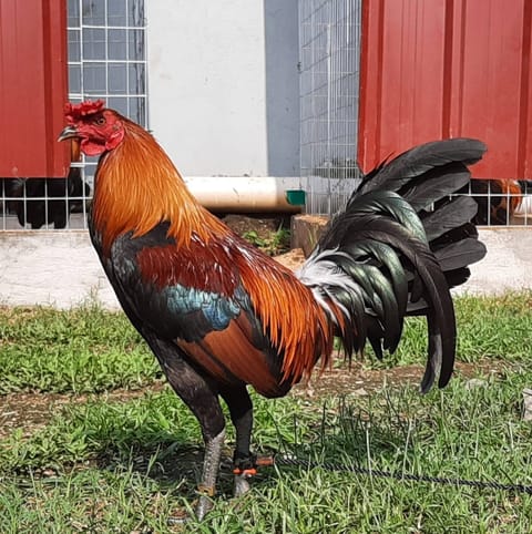 Photo from FARMBASICS GAMEFARM's post