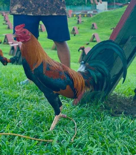 Photo from FARMBASICS GAMEFARM's post