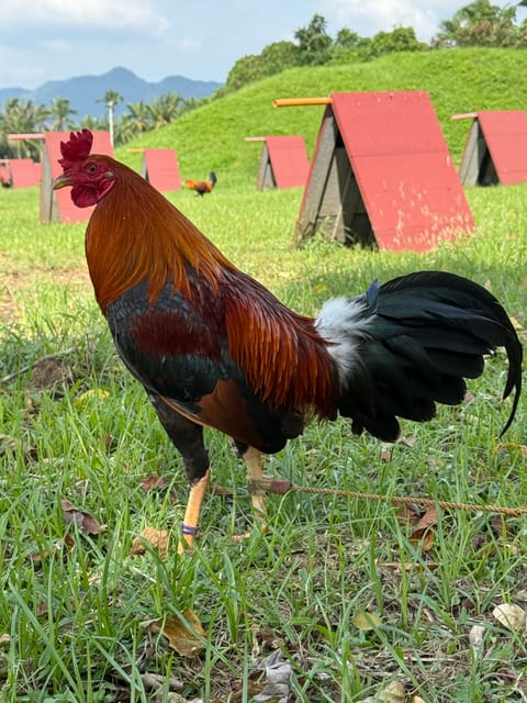 Photo from FARMBASICS GAMEFARM's post