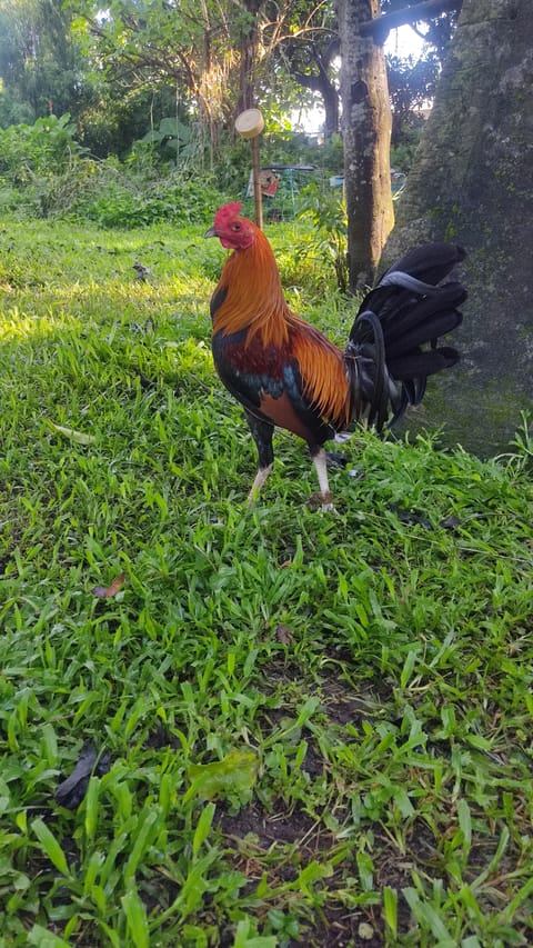 Photo 3 of 4 from Dayas backyard's post