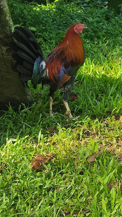 Photo 4 of 4 from Dayas backyard's post