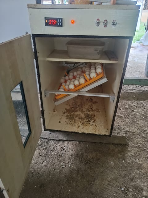 Photo 2 of 2 from Ilaya Integrated Farm's post