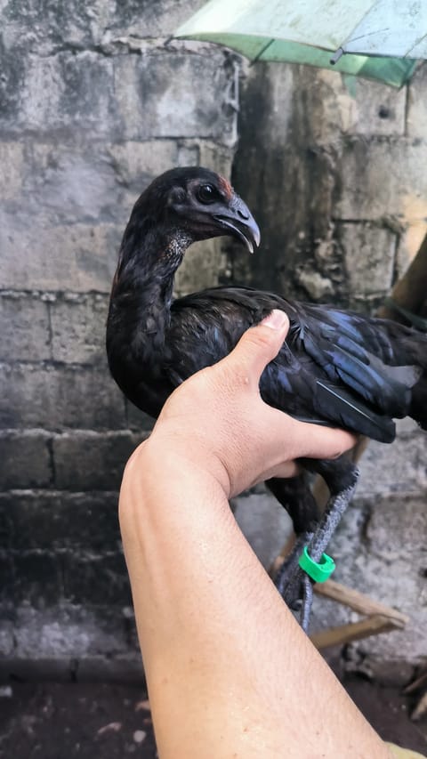 Photo from Drv Gamefowl's post