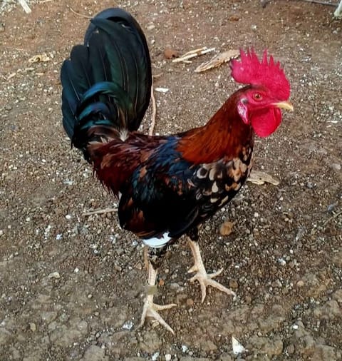 Photo from RDT BAKYARD's post