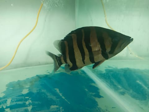 Video from Richard P. Ponsal's post
