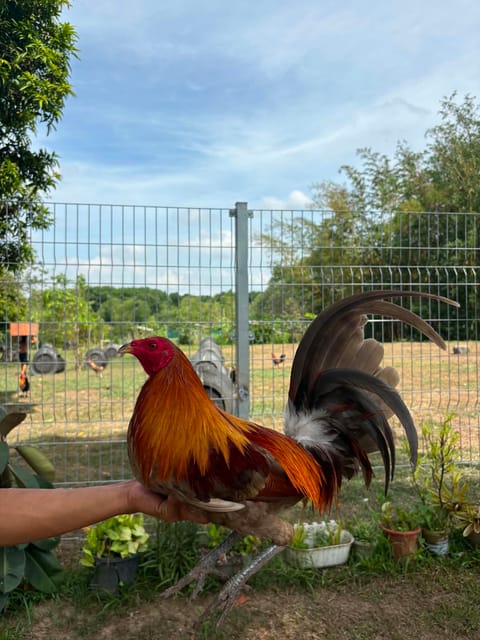 Photo 4 of 5 from Queensland Gamefarm's post